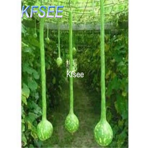Kfsee 300Pcs A Set long Ornamental Pumpkin seed