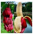 Kfsee 300Pcs A Set red banana fruit seed
