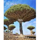 Kfsee 50Pcs A Set dragon tree seed