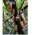 Kfsee 300Pcs A Set cocoa tree seed