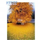 Kfsee 200Pcs A Set Ginkgo Ginko Biloba Temple seed