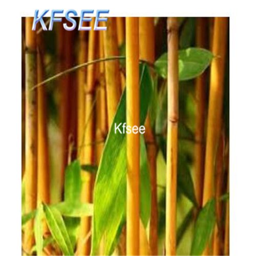Kfsee 2000Pcs A Set gold moso bamboo tree seed