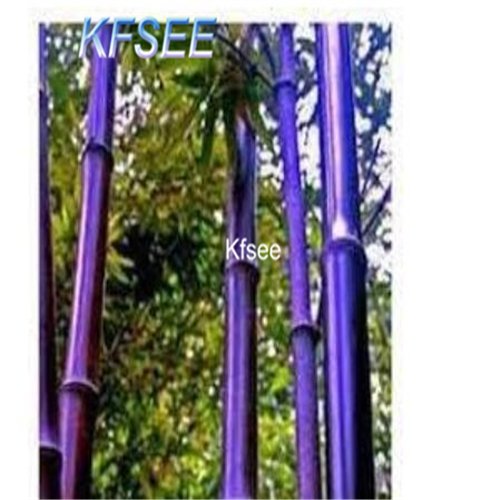 Kfsee 2000Pcs A Set purple moso bamboo tree seed