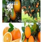 Kfsee 500Pcs A Set Organic 7dwarf Orange Tree seed