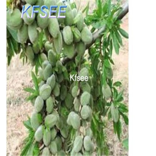 Kfsee 100Pcs A Set Organic almond tree seed