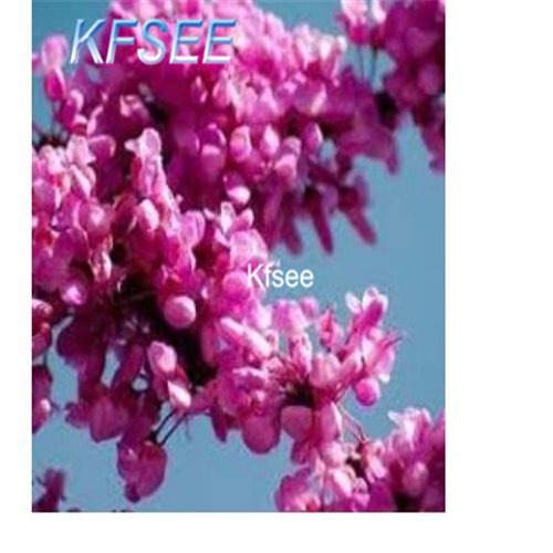 Kfsee 500Pcs A Set  Pink Redbud tree seed