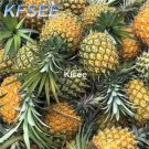 Kfsee 10Pcs A Set Ananas comosus seed