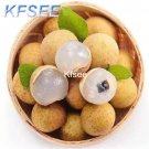 Kfsee 50Pcs A Set longyan fruit seed