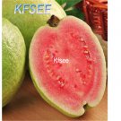 Kfsee 50Pcs A Set Psidium guajava seed