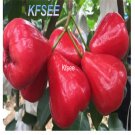 Kfsee 10Pcs A Set Syzygium samarangense  fruit seed