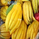 Kfsee 20Pcs A Set Sechium edule fruit seed