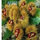 Kfsee 20Pcs A Set chestnut seed