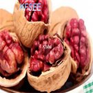 Kfsee 10Pcs A Set red Juglans seed