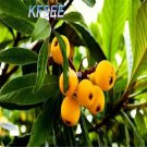 Kfsee 20Pcs A Set Eriobotrya japonica fruit seed