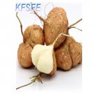 Kfsee 5Pcs Pachyrhizus erosus Seed