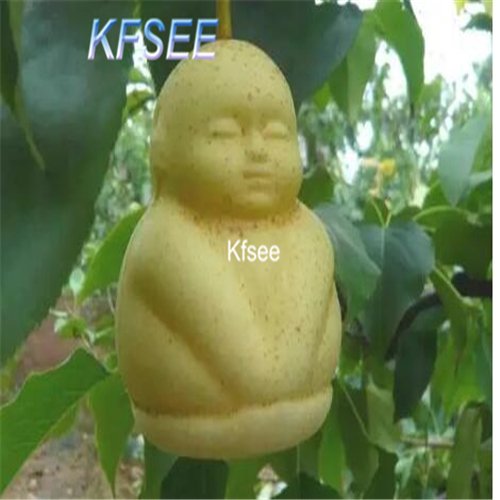 Kfsee 5Pcs Ginseng Fruit Seed