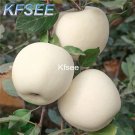 Kfsee 500Pcs white apple Fruit Seed