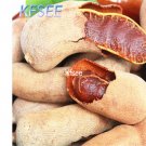 Kfsee 30pcs Tamarindusindica Fruit Seed
