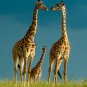3pcs, BOHS Soft Plush Giraffe Family Set Blue Dad Mum Yellow Kids