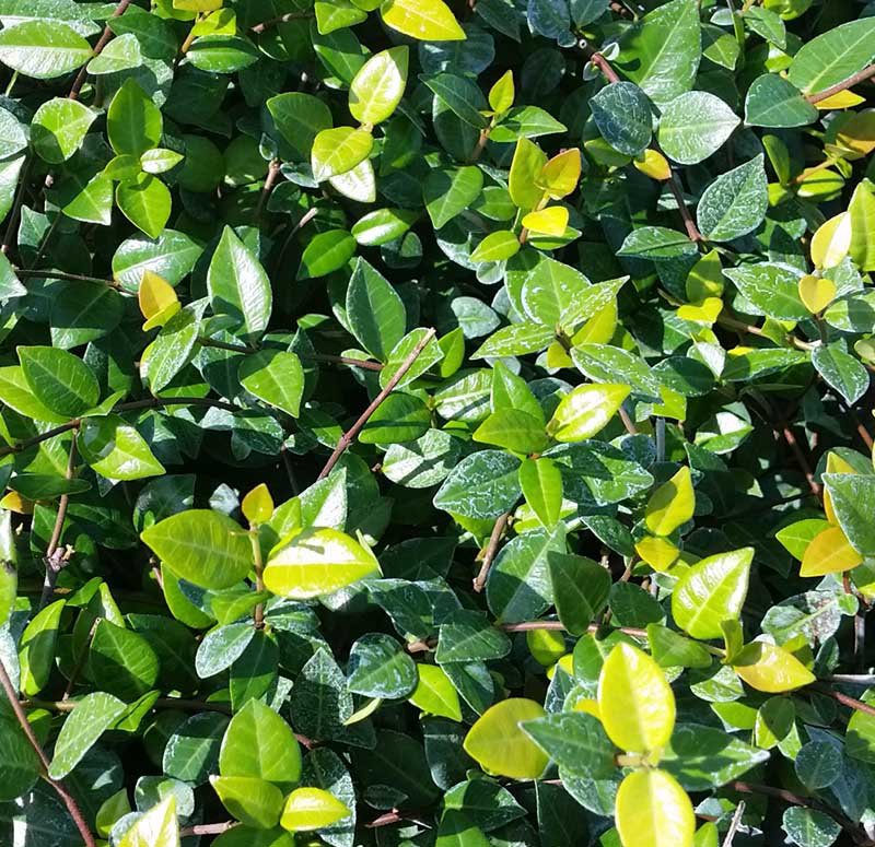 120 Green Minima Jasmine Ground Cover