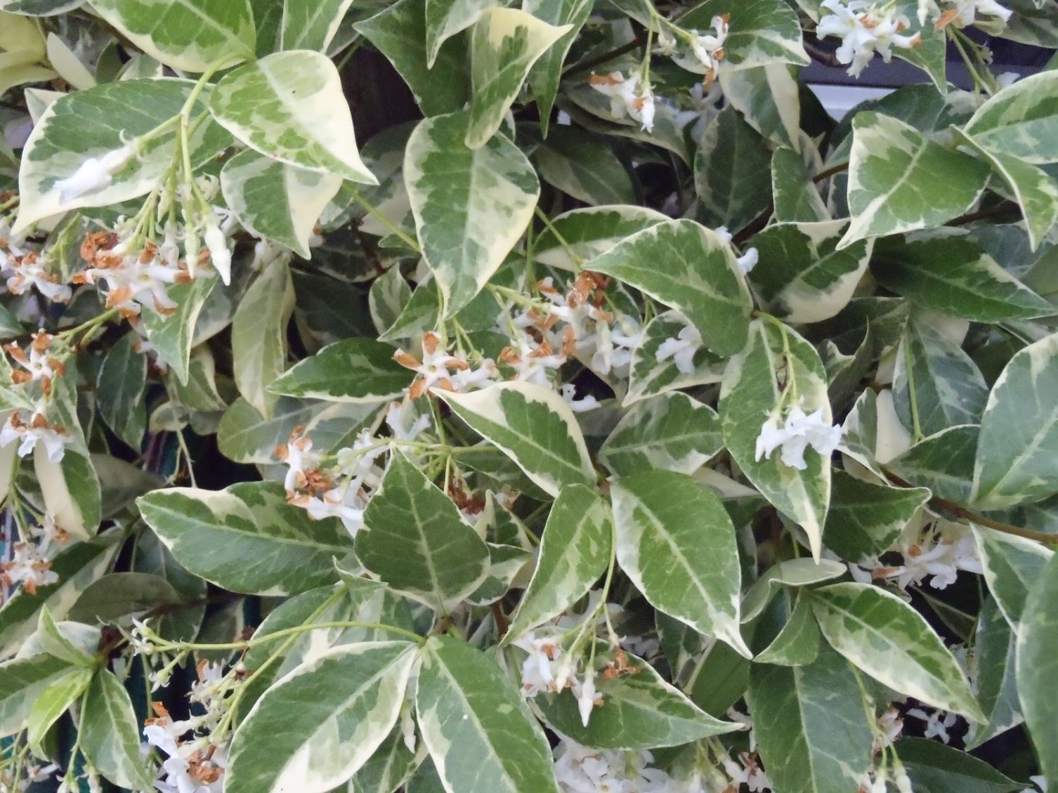 120 2 inch Variegated Confederate Jasmine Fragrant Climbing or Groundcover