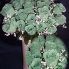 84 Silk Rose Flowers w/Raindrops - Wedding Flowers - Bridal/Floral - Mint Green