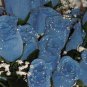 84 Silk Rose Flowers w/Raindrops - Wedding Flowers - Bridal/Floral - Periwinkle