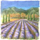 Lavendar Field