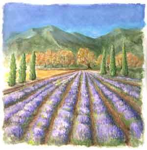 Lavendar Field