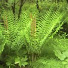 200 Cinnamon Fern Spores -Seeds