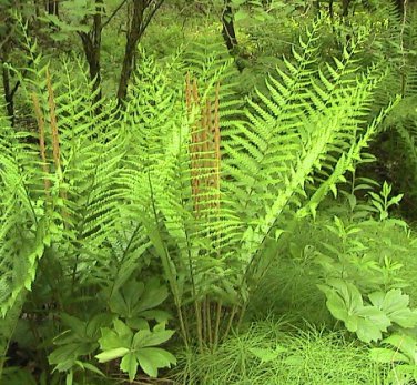 200 Cinnamon Fern Spores -Seeds