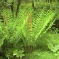 200 Cinnamon Fern Spores -Seeds