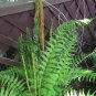200 Cinnamon Fern Spores -Seeds