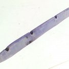 Kawasaki Stabilizer Sponson 1995-1997 900 ZXi Jetski 59437-3708-RE
