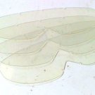 Scott USA Youth Pee Wee 5 Pin Clear Goggle Replacement Lens Motorcycle Dirt Bike