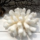 10-14cm 100% Natural Coral Sea White Coral Tree White Coral Aquarium Landscaping
