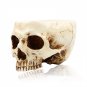 P-Flame Human Skull Flower Pot Multifunctional Storage Tank Decoration