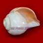 Divine Pooja Blowing Shankha for Aarti - Om Pooja Shop