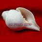 Religious Flower Carving Natural Pooja Blowing Shankh - Om Pooja Shop