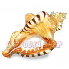 Original Ganesh Shankh - Om Pooja Shop