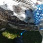 NEW 2018 Dog Shower Sprayer Bath Tool with Grooming Glove