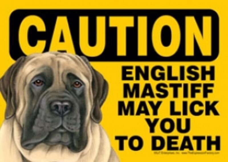 Caution ENGLISH MASTIFF- May Lick You To Death-Plastic Sign-Magnetic 5"x 7"
