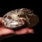Natural conch ammonite fossil hand carved polished crystal skull 198g 1 piece H7