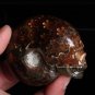 Natural conch ammonite fossil hand carved polished crystal skull 135g 1 piece H5