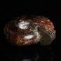 Natural conch ammonite fossil hand carved polished crystal skull 135g 1 piece H5