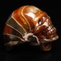 73g Natural Conch AMMONITE Fossil carved skull specimens Madagascar 1 piece H1