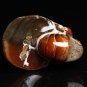 73g Natural Conch AMMONITE Fossil carved skull specimens Madagascar 1 piece H1