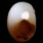 2" Gemstone reiki Crazy Lace Agate CRYSTAL SKULL Laughter! Increase Energy! TM2