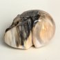 Natural Petrified Fossil Wood Sphere skull crystal reiki healing Laughter TM1
