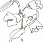 Set of flowers